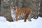 Amur tiger