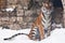 The Amur tiger against a stone wall and a snow-rare animal of the Far East-Russia and China