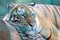 Amur tiger closeup resting on the tree