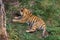 Amur Tiger in a forest of Canada