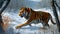 Amur tiger hunting in winter forest. Wild animals in natural habitat