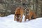 Amur tiger with its young one