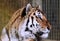 Amur Tiger / Panthera Tigris Altaica