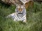 Amur Tiger, Panthera tigris altaica, the largest tiger, lies and observes the surroundings