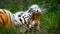 Amur tiger portrait