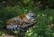 Amur tiger rest in the green overgrown.