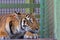 Amur tiger rests in the zoo on a sunny day