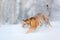 Amur tiger running in the snow. Action wildlife scene, danger animal. Cold winter, taiga, Russia. Snowflake with beautiful Siberia