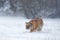 Amur tiger running in the snow. Action wildlife scene, danger animal. Cold winter, taiga, Russia. Snowflake with beautiful Siberia