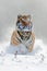 Amur tiger running in the snow. Action wildlife scene with danger animal. Cold winter in tajga, Russia. Snowflake with beautiful S