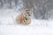 Amur tiger running in the snow. Action wildlife scene with danger animal. Cold winter in tajga, Russia. Snowflake with beautiful S