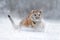 Amur tiger running in the snow. Tiger in wild winter nature. Action wildlife scene with danger animal. Cold winter in tajga, Russi