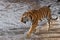 The Amur tiger Siberian tiger walks in the snow