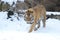 Amur tiger in snow 2013