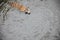 Amur tiger swims bathing in the water of the river