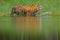 Amur tiger walking in lake water. Danger animal, tajga, Russia. Animal in green forest stream. Green grass, river droplet. Siberia
