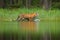 Amur tiger walking in lake water. Danger animal, tajga, Russia. Animal in green forest stream. Grey stone, river droplet. Siberian