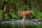 Amur tiger walking in river water. Danger animal, tajga, Russia. Animal in green forest stream. Grey stone, river droplet. Siberia