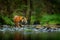 Amur tiger walking in river water. Danger animal, tajga, Russia. Animal in green forest stream. Grey stone, river droplet. Siberia