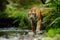 Amur tiger walking in river water. Danger animal, tajga, Russia. Animal in green forest stream. Grey stone, river droplet. Siberia