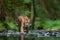 Amur tiger walking in river water. Danger animal, tajga, Russia. Animal in green forest stream. Grey stone, river droplet. Siberia