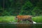 Amur tiger walking in the water. Dangerous animal, tajga, Russia. Animal in green forest stream. Grey stone, river droplet. Siberi