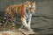 Amur tiger in water