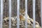 Amur tiger in the zoo enclosure