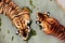 Amur tigers swimming in the pool. Portrait of a playing Amur tigers, also known as the Siberian tigers, in the safari