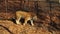 Amur or ussuri tiger is walking in Primorsky Safari park, Russia