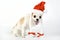 Amusing Chihuahua dog with Santa hat