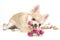 Amusing chihuahua puppy with roses