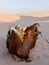 Amusing close up of camel`s face in the Sahara desert