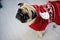 Amusing doggie of breed pug in a reindeer suit.