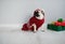 The amusing doggy of breed pug is dressed by a holiday in reindeer suit.