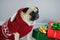 The amusing doggy of breed pug is dressed by a holiday in reindeer suit.