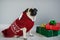 The amusing doggy of breed pug is dressed by a holiday in reindeer suit.