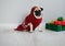 The amusing doggy of breed pug is dressed by a holiday in reindeer suit.