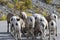 Amusing flock of bighorn sheep with rear views