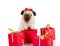 Amusing guinea pig with holiday gifts