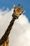 Amusing image of a Giraffe sticking its tongue out