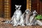 Amusing image of ring tail lemurs sitting in den, watching visitors pass by them at the zoo