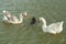 Amusing scene, at the lake, a nutria passes between two white geese who look surprised