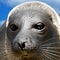 Amusing seal