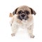 Amusing small doggie of breed of a shih-tzu