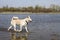 Amusing sweet Japanese akita inu dog walks along the river in summer on a natural forest background.