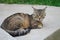 Amusing tabby cat on the concrete platform