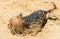 Amusing Yorkshire Terrier dog playing at beach smudged in sand
