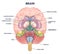 Amygdala brain part location with medical human head anatomy outline diagram