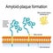 Amyloid-plaque formation. Alzheimer`s disease